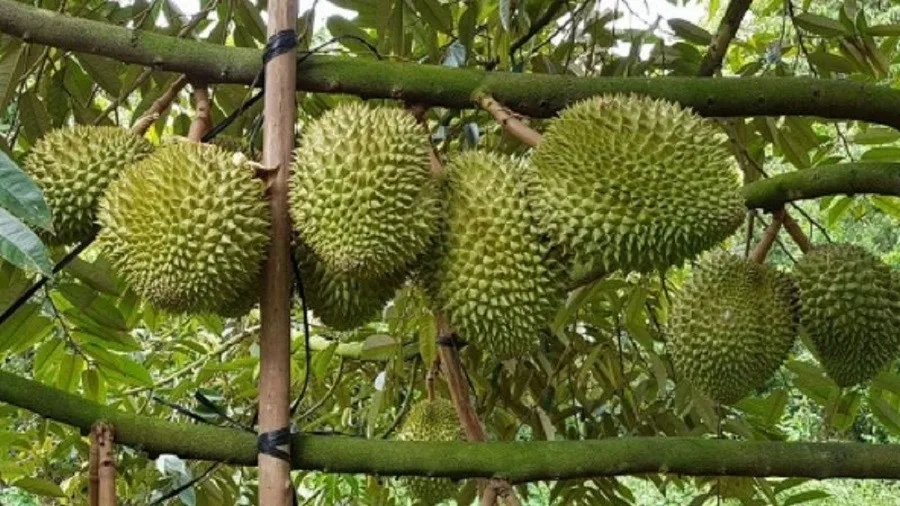 gia sau rieng musang king 2026 cap nhat bien dong thi truong moi nhat