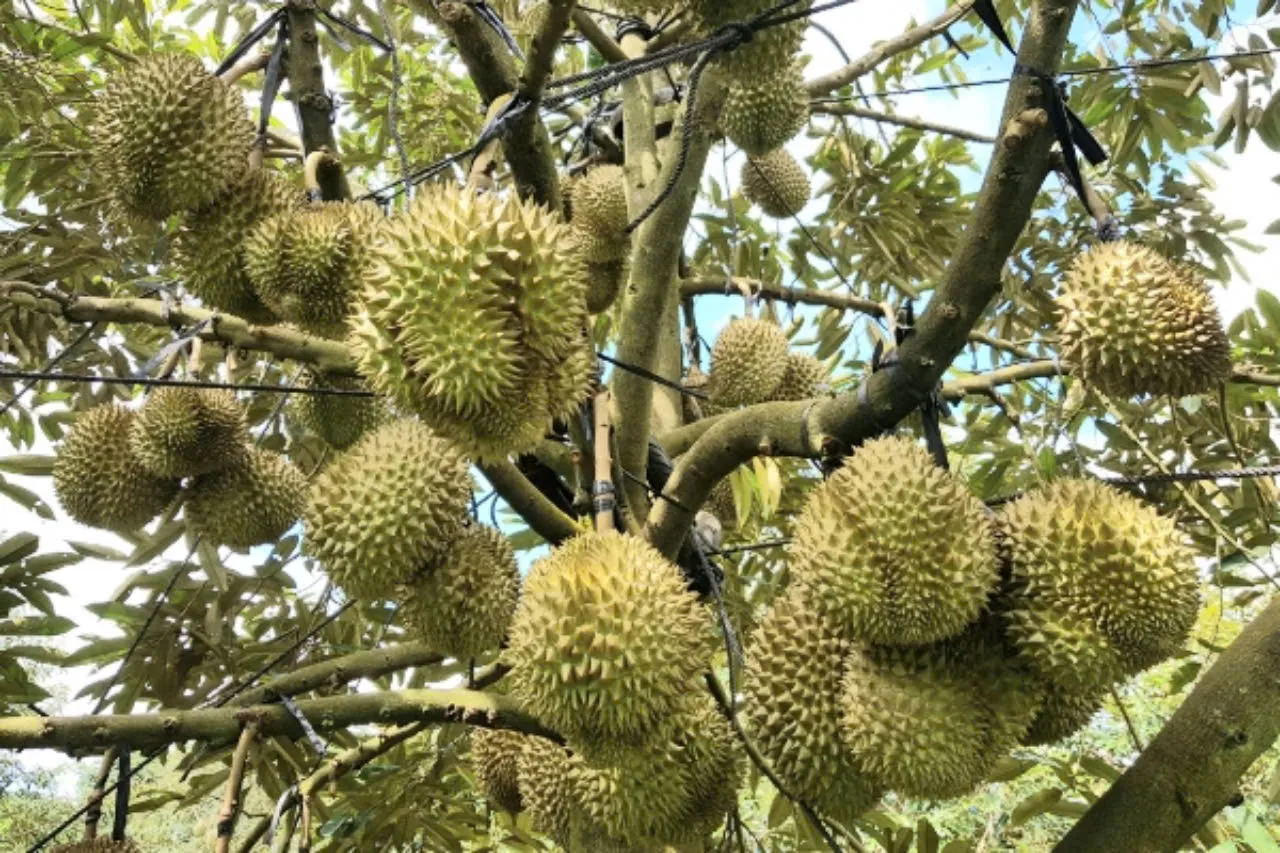 gia sau rieng musang king 2026 cap nhat bien dong thi truong moi nhat