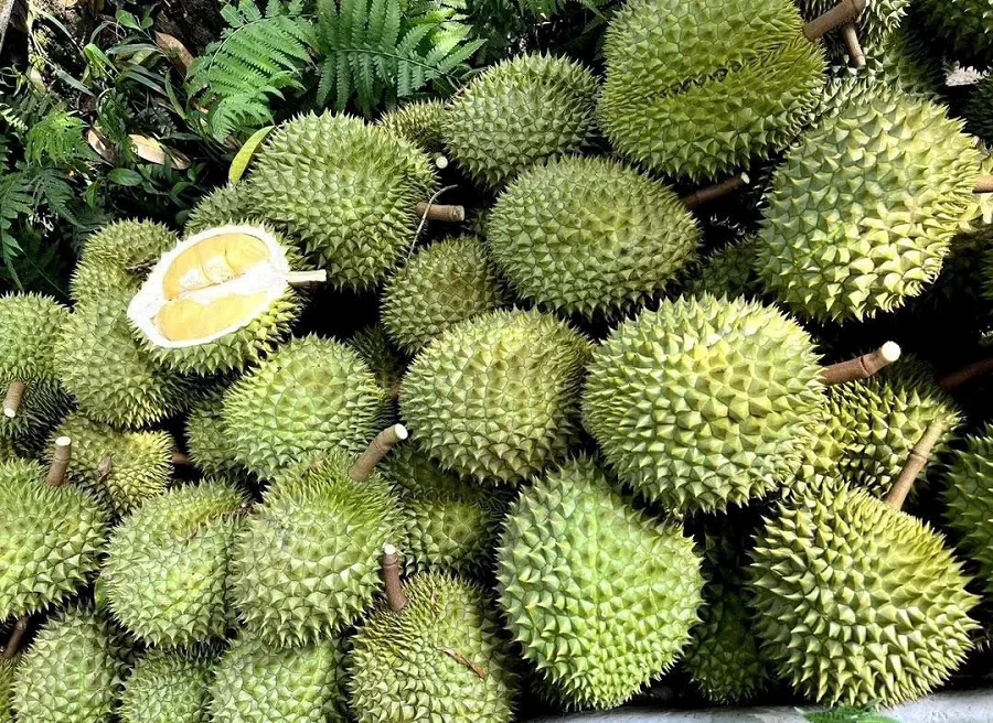 gia sau rieng musang king 2026 cap nhat bien dong thi truong moi nhat